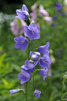 Bellflowers -Campanula sp.-, Middle Franconia, Bavaria, Germany Bellflowers -Campanula sp.-, Middle Franconia, Bavaria, Germany