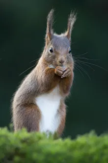 belly, cropped, detail, erect, exterior views, head shots, looks, natural environment belly, cropped, detail, erect, exterior views, head shots, looks, natural environment