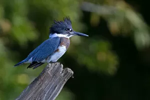 Images Dated 1st September 2012: Belted kingfisher