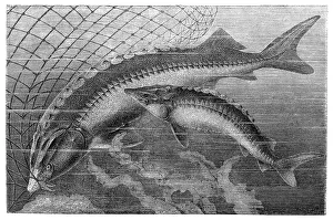 Beluga sturgeon (left) and European sturgeon Beluga sturgeon (left) and European sturgeon