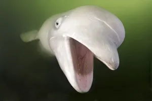 Beluga Whale, White Whale -Delphinapterus leucas-, Sea of Japan, Primorsky Krai, Russia Beluga Whale, White Whale -Delphinapterus leucas-, Sea of Japan, Primorsky Krai, Russia