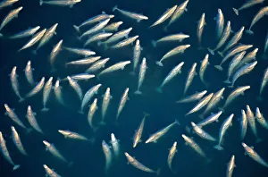 Beluga whales (Delphinapterus leucasat), Canada Beluga whales (Delphinapterus leucasat), Canada