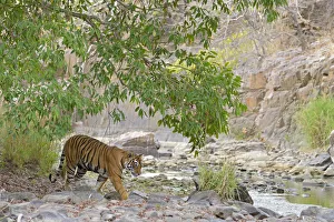 Bengal Tiger -Panthera tigris tigris- in a dry valley, Ranthambhore National Park Bengal Tiger -Panthera tigris tigris- in a dry valley, Ranthambhore National Park