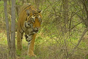 Bengal Tiger -Panthera tigris tigris- in the forest, Ranthambhore National Park, Sawai Madhopur, India Bengal Tiger -Panthera tigris tigris- in the forest, Ranthambhore National Park, Sawai Madhopur, India