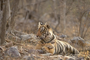 Bengal Tiger -Panthera tigris tigris- lying in the dry summer forest Bengal Tiger -Panthera tigris tigris- lying in the dry summer forest