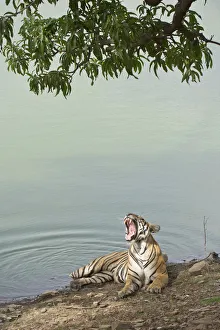 Bengal Tiger -Panthera tigris tigris- resting at a water hole, Ranthambore Tiger Reserve Bengal Tiger -Panthera tigris tigris- resting at a water hole, Ranthambore Tiger Reserve