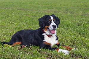 Bernese Mountain Dog -Canis lupus familiaris-, young female Bernese Mountain Dog -Canis lupus familiaris-, young female