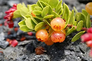Berries on a lush ohelo shrub -Vaccinium reticulatum-, Hawaii Volcanoes National Park Berries on a lush ohelo shrub -Vaccinium reticulatum-, Hawaii Volcanoes National Park