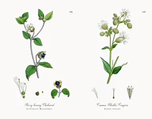 Berry-bearing Chickweed, Cucubalus Bacciferus, Victorian Botanical Illustration, 1863 Berry-bearing Chickweed, Cucubalus Bacciferus, Victorian Botanical Illustration, 1863