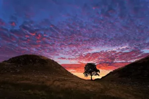 Prints of This Sycamore tree is included within the six miles of Hadrians Wall. This Roman wall runs through the wild landscape of Northern Britain. Seen here at sunrise. Whin Shill, Northumberland. UK Northumberland Prints: Hadrians Wall Sycamore Gap Sunrise Print