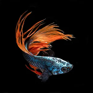 <b class=qtipBold><figcaption>Beta fuego</figcaption></b><br>Silver Salt Photos, 893728272<br><em>© 2017silversaltphoto</em> Beta fuego