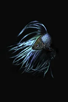 <b class=qtipBold><figcaption>betta azul</figcaption></b><br>estudio de pez beta azulstudy of beta pez azul<br><em>© ©2014silversaltphoto</em> betta azul