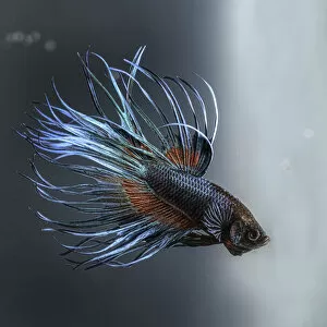 Images Dated 8th January 2014: Betta azul 2