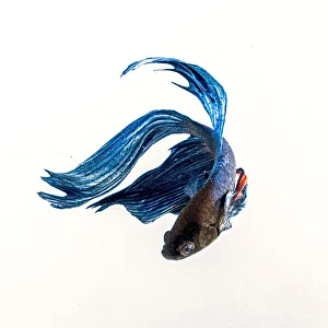 <b class=qtipBold><figcaption>Betta blue</figcaption></b><br>Silver Salt Photos, 538977315<br><em>© 2014©silversaltphoto</em> Betta blue