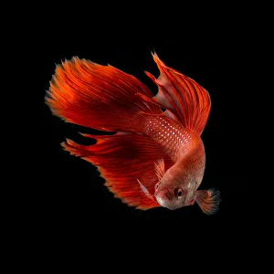 <b class=qtipBold><figcaption>Betta Rojo</figcaption></b><br>estudio de pez betta de color rojo<br><em>© 2014 silversaltphoto</em> Betta Rojo