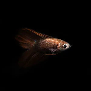 <b class=qtipBold><figcaption>Betta rojo</figcaption></b><br>Silver Salt Photos, 478383655<br><em>© ©2014silversaltphoto</em> Betta rojo