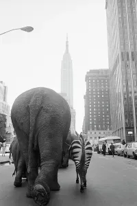 Prints of A troupe of elephants and a zebra walk down 33rd Street in Manhattan, hearlding the arrival of Ringling Brothers and Barnum and Bailey Circus United States Of America Prints: Circus Animals on 33rd Street Print