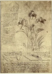 Leonardo Da Vinci Prints: Leonardo Da Vinci's Hand Study Print of Parisian Plants