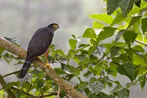 Bicolored Hawk Bicolored Hawk