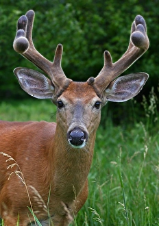 <b class=qtipBold><figcaption>Big antler buck</figcaption></b><br>Portrait of big antler buck.<br><em>© Jim Cumming</em> Big antler buck