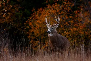 <b class=qtipBold><figcaption>Big Buck in fall - White tailed deer</figcaption></b><br>While during the rutting season I followed this big buck into a nearby field, I photographed him just as he stepped in front of this fall foliage.<br><em>© Jim Cumming</em> Big Buck in fall - White tailed deer