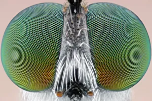 <b class=qtipBold><figcaption>Big Eyes</figcaption></b><br>Insects On Earth, 490543523<br><em>© Donald Jusa</em> Big Eyes