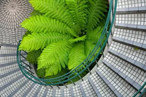 Big green fern in the middle of a curved stairwell