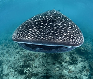 <b class=qtipBold><figcaption>Big mouth</figcaption></b><br>Whale shark. MaldivesSouth Ari atoll<br><em>© Andrey Narchuk</em> Big mouth