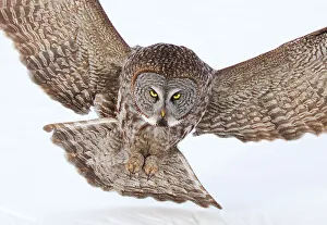 <b class=qtipBold><figcaption>Big owl</figcaption></b><br><em>© JIm Cumming</em> Big owl