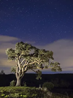 Big tree in the mountain a night of stars Big tree in the mountain a night of stars
