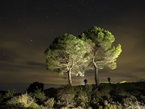 Two big trees in the night with persons silhouettes together with them Two big trees in the night with persons silhouettes together with them