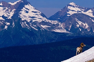 Bighorn Sheep on snowy incline, Glacier Nat. Park, Montana Bighorn Sheep on snowy incline, Glacier Nat. Park, Montana