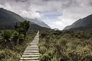 Rwenzori Mountains National Park Gallery: Bigo Bog, Rwenzori Mountains, Uganda