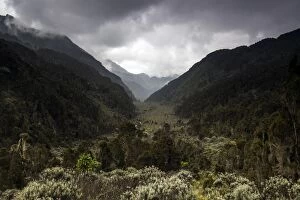 Rwenzori Mountains National Park Gallery: Bigo Bog, Rwenzori Mountains, Uganda