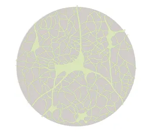 Biomedical illustration of neural network in young adult at 18 years Biomedical illustration of neural network in young adult at 18 years
