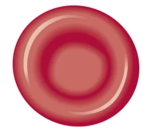 Biomedical illustration of red blood cell Biomedical illustration of red blood cell