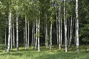 Birch forest -Betula- on the Baltic coast of the Baltic Sea, Parnu County, Estonia Birch forest -Betula- on the Baltic coast of the Baltic Sea, Parnu County, Estonia
