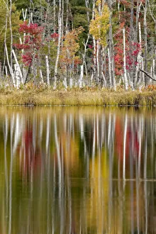 Birch trees and autumn colors reflected on Red Jack Lake, Hiawatha National Forest Birch trees and autumn colors reflected on Red Jack Lake, Hiawatha National Forest
