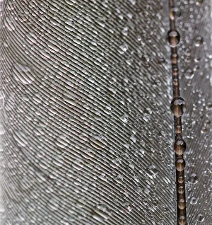 <b class=qtipBold><figcaption>Bird Feather with Water Droplets on</figcaption></b><br>A bird feather with water droplets on after rain. The photograph shows how water repellent feathers are. The photo would also make superb abstract wall art.<br><em>© © Simon Gakhar</em> Bird Feather with Water Droplets on