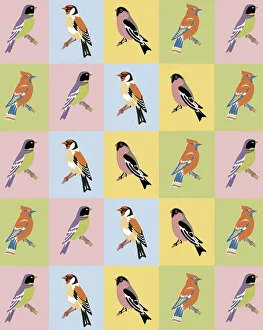 Patter Gallery: Bird Pattern