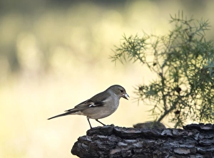 Bird pinzon vulgar , (Fringilla coelebs ), species Passeriformes , put on a branch with lichens Bird pinzon vulgar , (Fringilla coelebs ), species Passeriformes , put on a branch with lichens