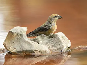 Bird Red Crossbill , famale , ( Loxia curvirostra ), species Passeriformes , family of finches, On a stone of a lake surrounded with water Bird Red Crossbill , famale , ( Loxia curvirostra ), species Passeriformes , family of finches, On a stone of a lake surrounded with water