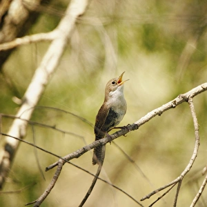 <b class=qtipBold><figcaption>Bird song house wren</figcaption></b><br>Lightly textured image of happy Singing House Wren perched on bare branch of tree.<br><em>© 2010-2011 Susan Gary</em> Bird song house wren