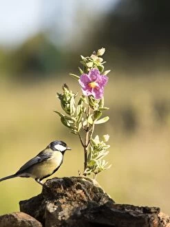 Bird of the species Carbonero comi¿oei¿oen, (Parus major), put on a branch with flowers in spring