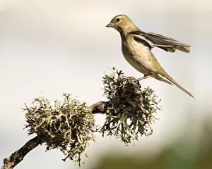 Bird of the species (Fringilla coelebs ), put on a branch with lichens Bird of the species (Fringilla coelebs ), put on a branch with lichens