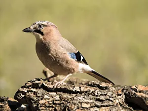 Bird of the species (Garrulus glandarius), put on a trunk of pine Bird of the species (Garrulus glandarius), put on a trunk of pine
