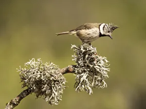 Bird of the species (Lophophanes cristatus), put on a branch with lichens Bird of the species (Lophophanes cristatus), put on a branch with lichens