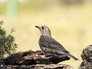Bird of the species Mistle Thrush, (turdus viscivorus), camouflaged between a few branches of tree Bird of the species Mistle Thrush, (turdus viscivorus), camouflaged between a few branches of tree