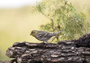 Bird of the species (Serinus serinus), put on a trunk of pine Bird of the species (Serinus serinus), put on a trunk of pine
