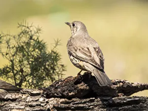 Bird of the species (Turdus philomelos), put on a trunk of pine Bird of the species (Turdus philomelos), put on a trunk of pine
